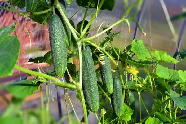 ako kŕmiť uhorky po výsadbe v skleníku 2
