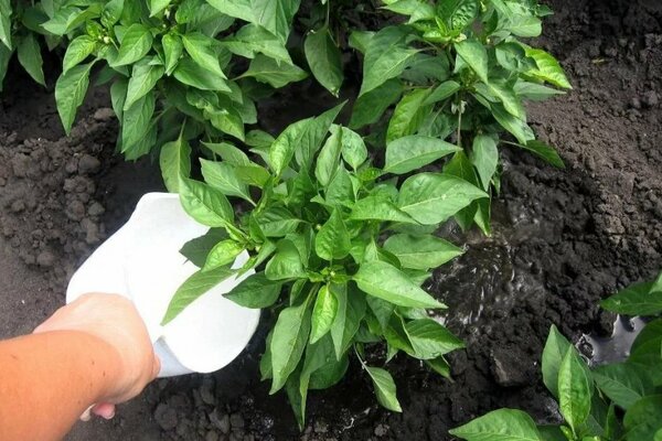 Top dressing of peppers