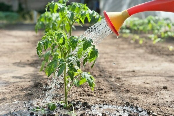 fertilizing a tomato