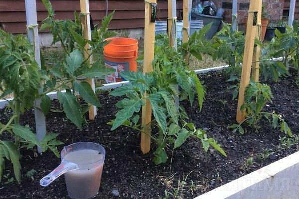 Füttern der Tomate nach dem Pflanzen