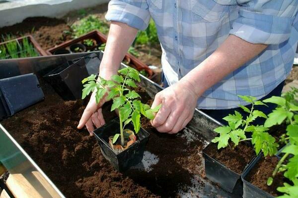 Top-Dressing-Tomate im Boden