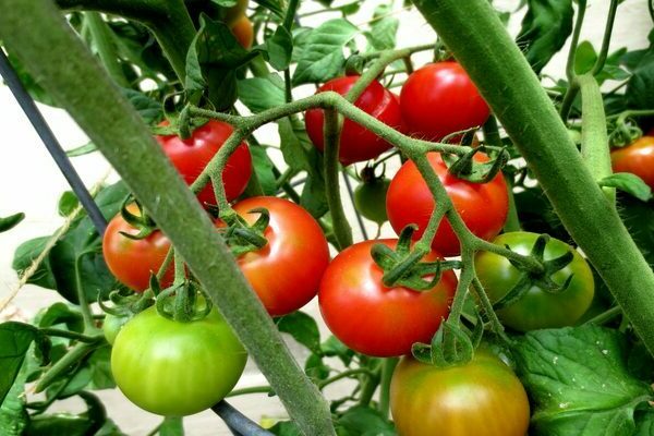 vinaigrette et soins de tomates en plein champ