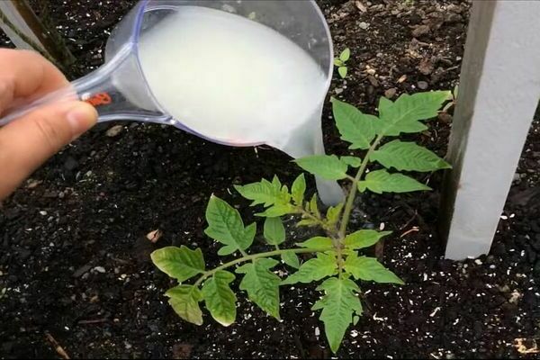 memberi makan tomato selepas menanam di tanah