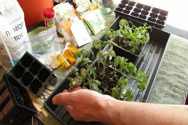 feeding tomato seedlings