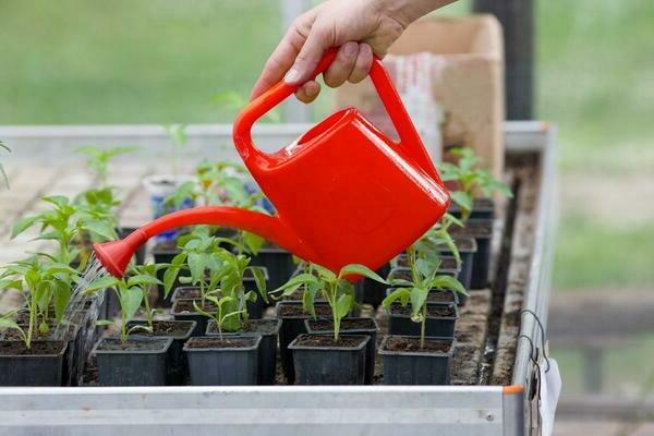 feeding tomato and pepper seedlings with folk remedies