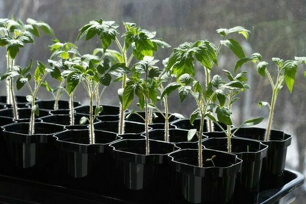 the best feed for tomato and pepper seedlings