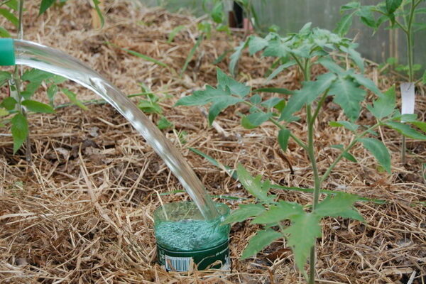 riktig vanning av tomater i drivhuset