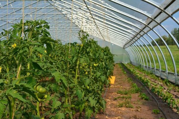 watering a tomato in a greenhouse