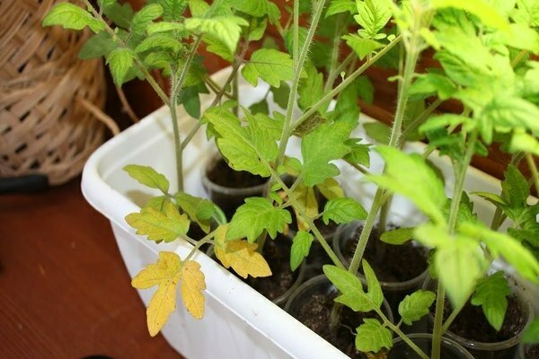 leaves turn yellow on tomato seedlings what to do