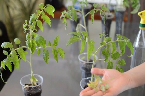 tomato seedlings turn yellow leaves reason