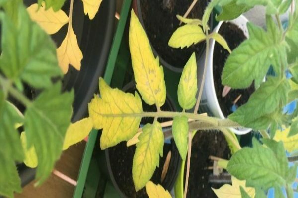 why do the leaves of tomato seedlings turn yellow