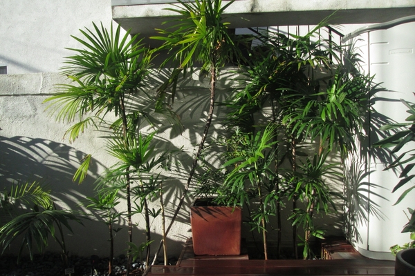 fotka palmy