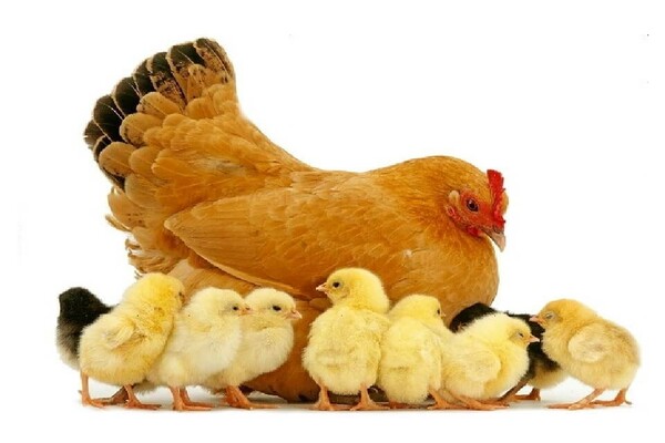 kako davati kokoši lijeske slojevima