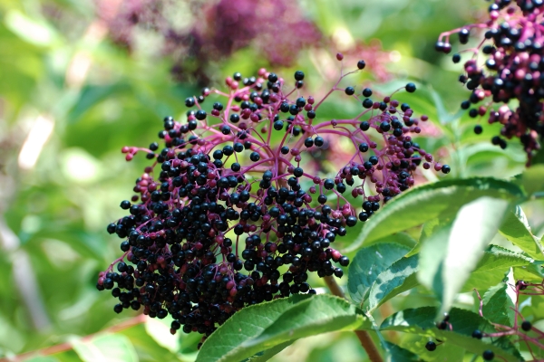 how to distinguish black elderberry from red