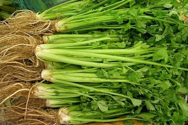 celery photo
