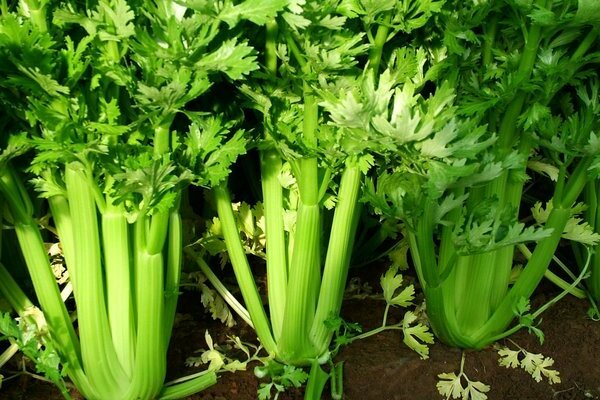 celery care