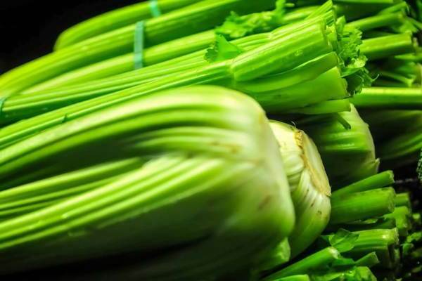 celery cultivation