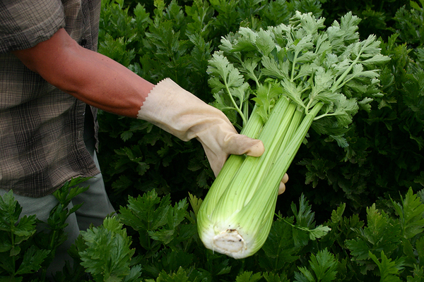 celery petiole benefits
