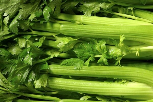 planting stalked celery