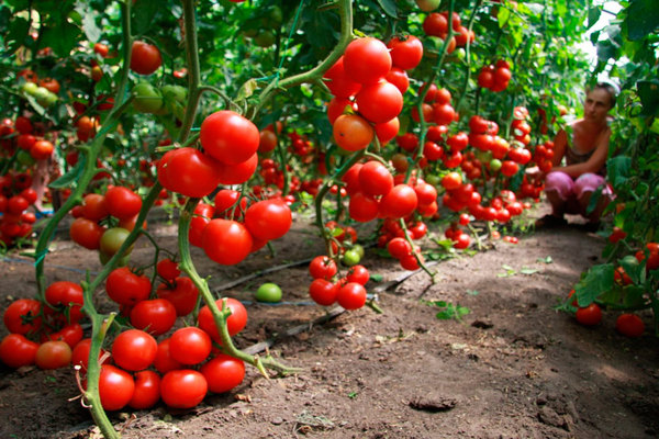 Tomato feeding scheme