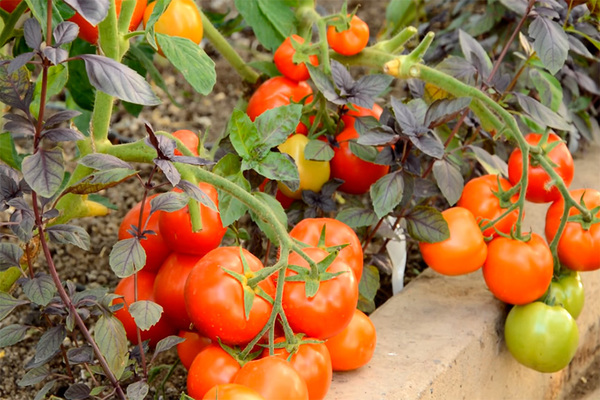opplegg for å mate tomater + i drivhuset