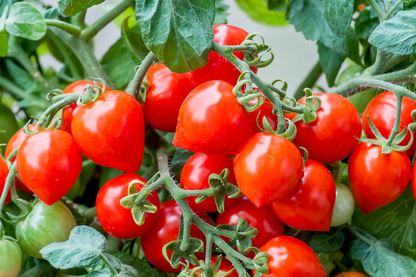 Schema für die Fütterung von Tomaten im Freiland
