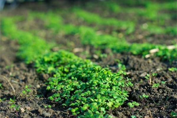comment semer l'engrais vert