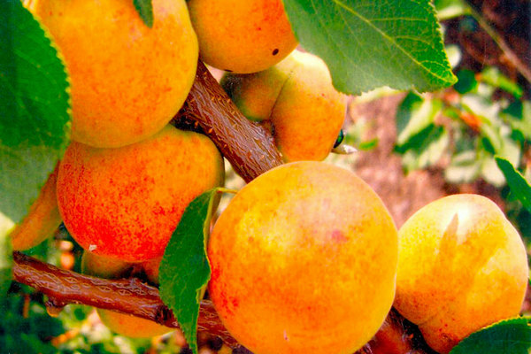 Favorite apricot variety