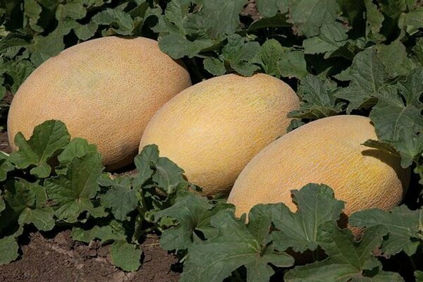 description des variétés de melon