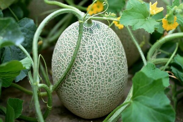 mga review ng melon varieties