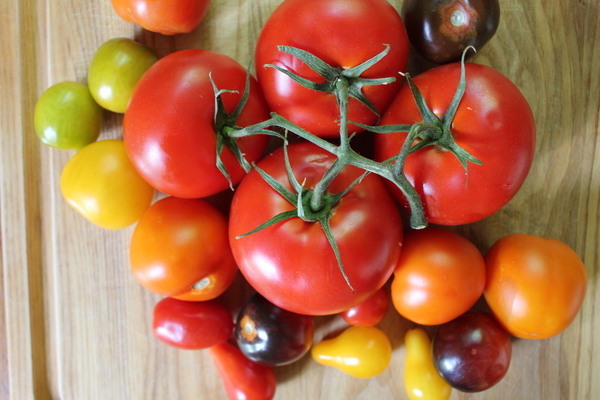 description of tomato varieties