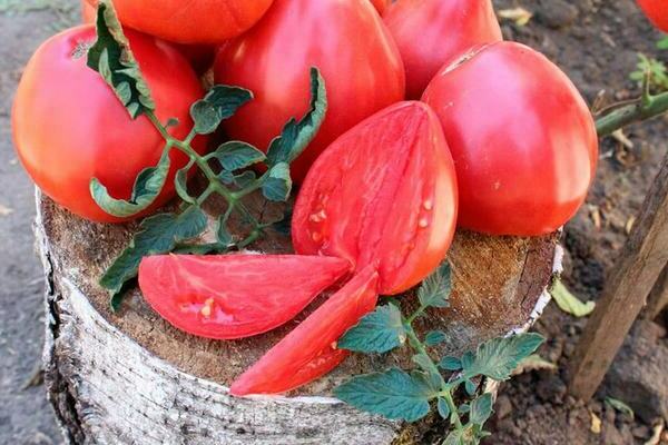 tomatoes varieties reviews photo