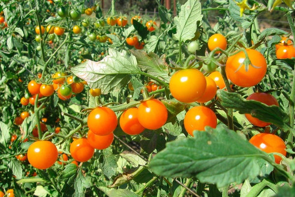 Tomatensorten resistent gegen Krautfäule