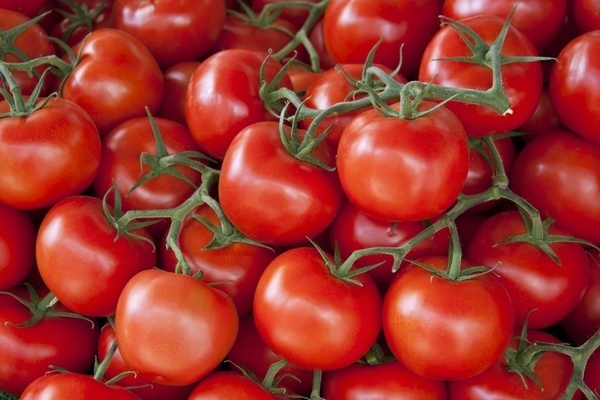 late blight-resistant tomatoes for open ground