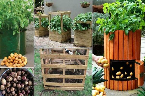unusual ways of growing potatoes