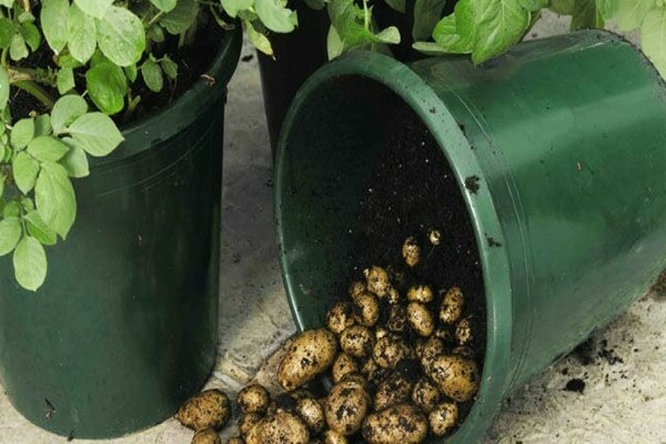 vidéo sur les façons de faire pousser des pommes de terre
