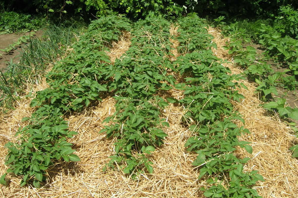 methods of growing potatoes under straw
