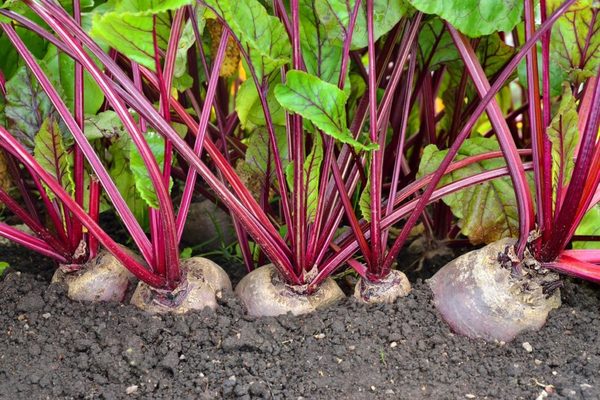 beets in the open field