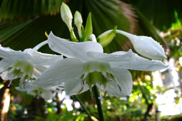 eucharis gėlių nuotrauka