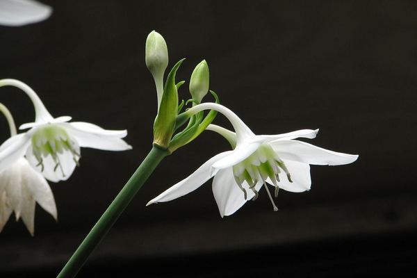 Indoor-Blumen-Eucharis-Foto