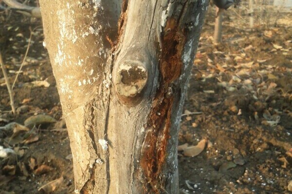 the bark on the pear is cracking