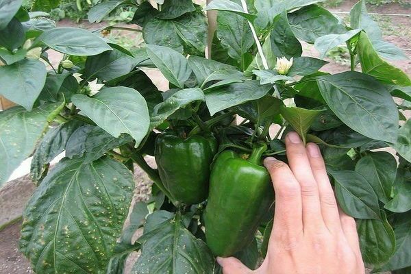 Fertilizer for peppers