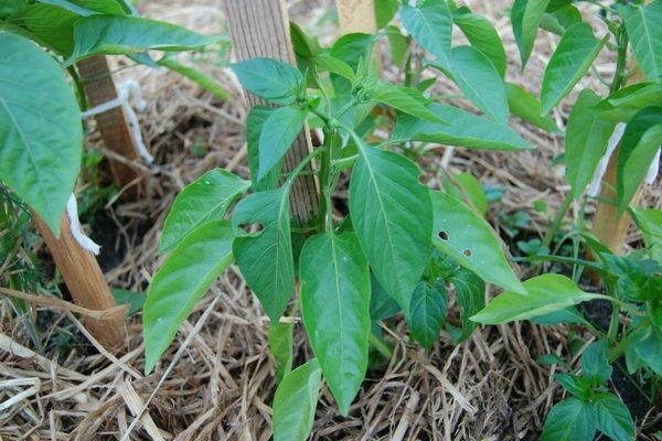 what fertilizer to feed pepper