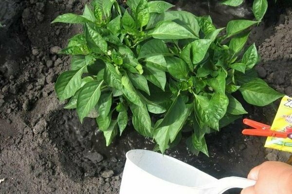 which fertilizer is best for peppers