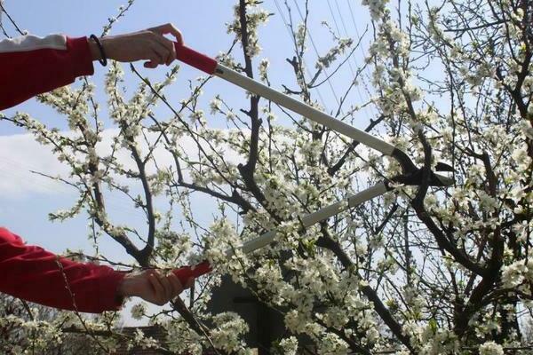 cherry care pruning