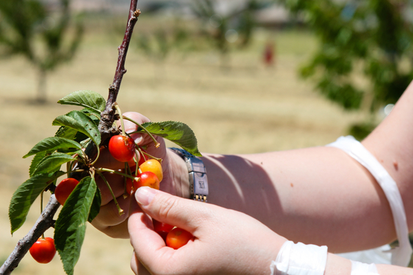 cherry care and cultivation