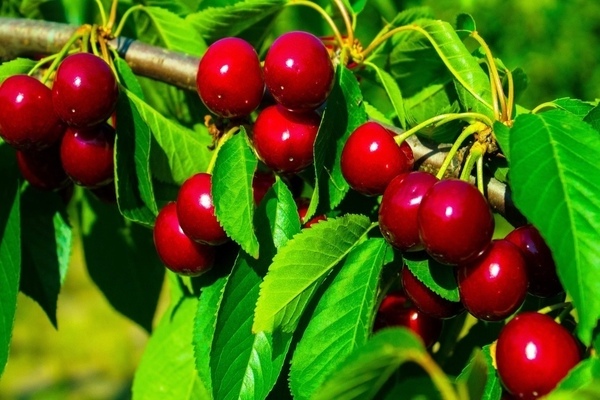 cuidado e cultivo de cereja