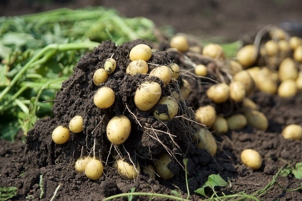 Bulvių derlius