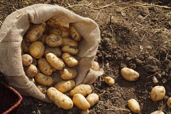 increased potato yield