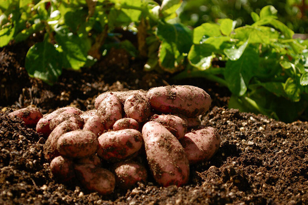 hvordan få en god høst av poteter